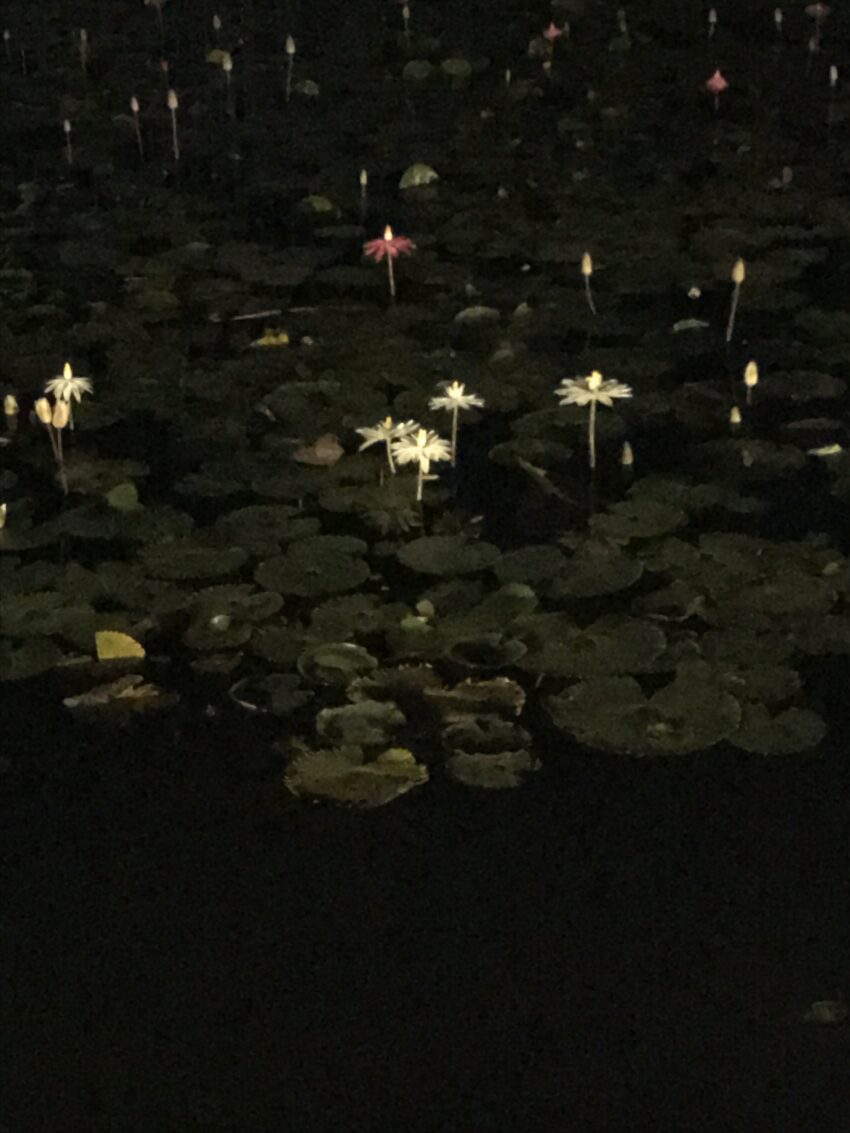 White water lilies glowing on a dark pond at night.